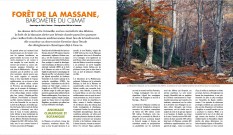 Écologie : Forêt de la Massane, baromètre du climat